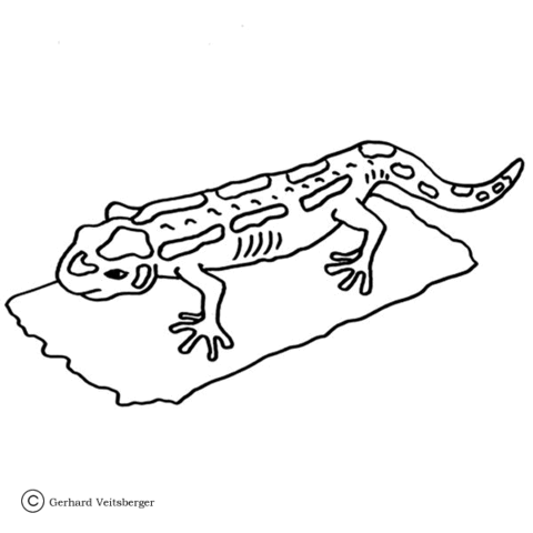 Colorful Salamander Coloring Page